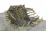 Well Prepared, Spiny Koneprusia Trilobite - Ofaten, Morocco #350531-4